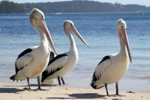 Pelican Sands สกาแมนเดอร์ ภายนอก รูปภาพ