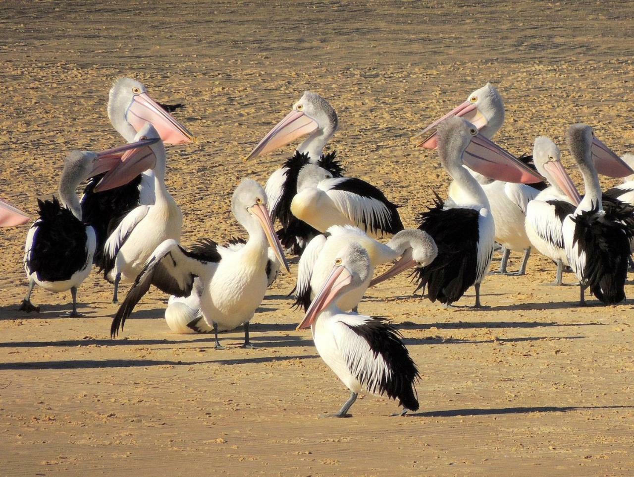 Pelican Sands สกาแมนเดอร์ ภายนอก รูปภาพ